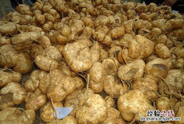 地瓜粉条和红薯粉条的区别 地瓜和红薯有什么区别
