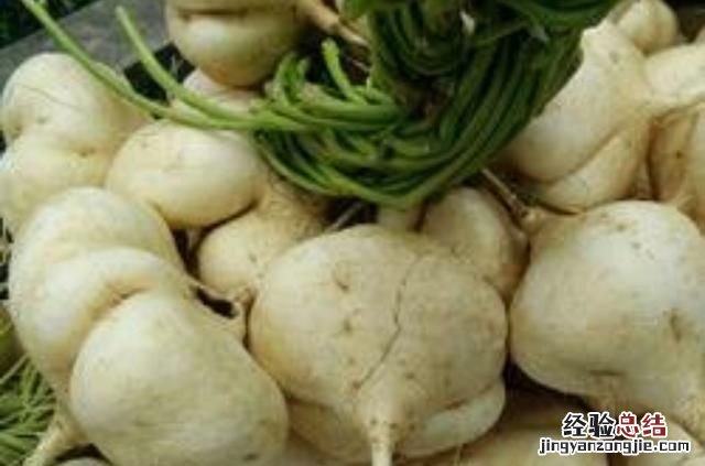 地瓜粉条和红薯粉条的区别 地瓜和红薯有什么区别