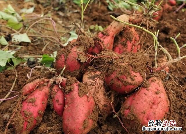 地瓜粉条和红薯粉条的区别 地瓜和红薯有什么区别