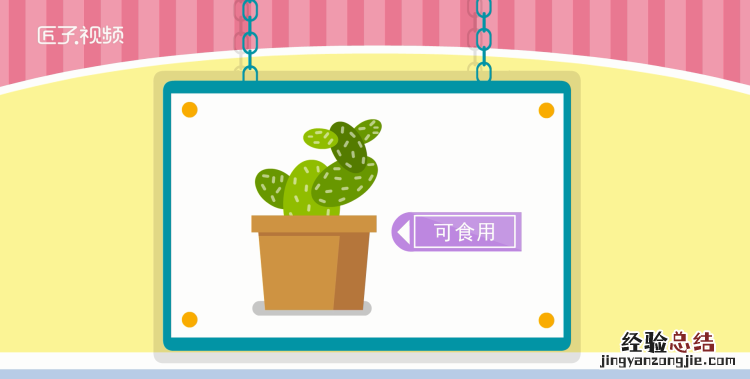 仙人掌能吃，仙人掌能天天吃