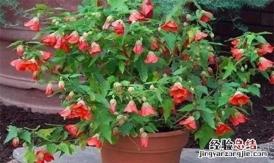 风铃花种子种植方法全过程,风铃花种子种之前要怎么处理