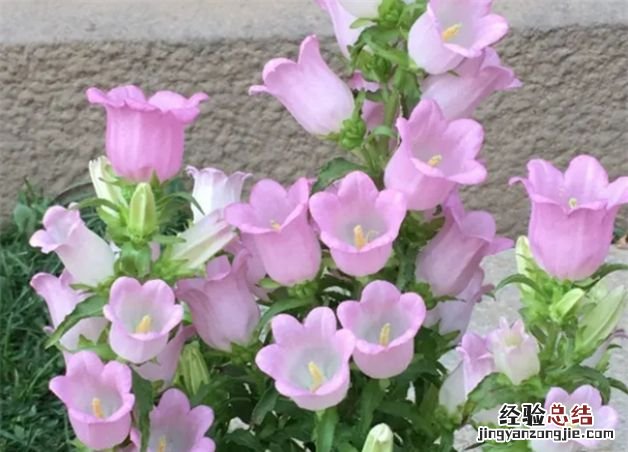风铃花种子种植方法全过程,风铃花种子种之前要怎么处理