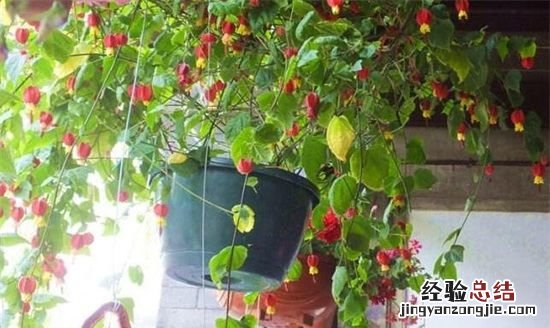 风铃花种子种植方法全过程,风铃花种子种之前要怎么处理