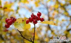 山楂片泡水的功效