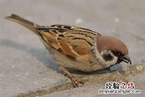 麻雀是不是国家二级保护动物名单