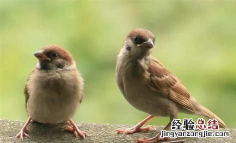 麻雀是不是国家二级保护动物名单