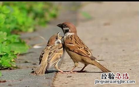 麻雀是不是国家二级保护动物名单