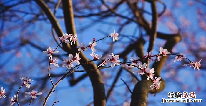 杏花是什么季节开的