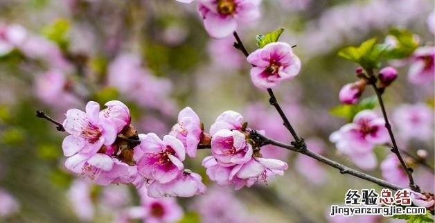 杏花是什么季节开的