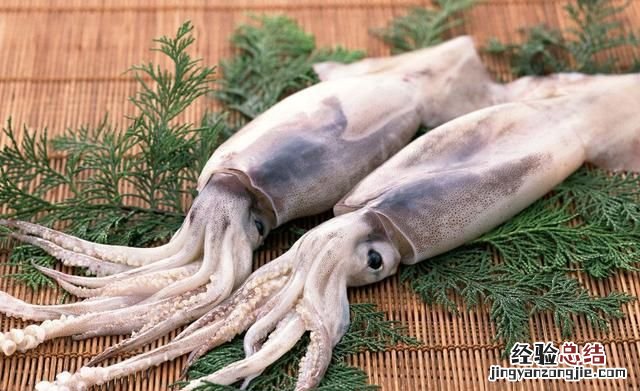 八爪鱼和鱿鱼的区别，章鱼和鱿鱼须的区别