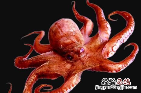 八爪鱼和鱿鱼的区别，章鱼和鱿鱼须的区别