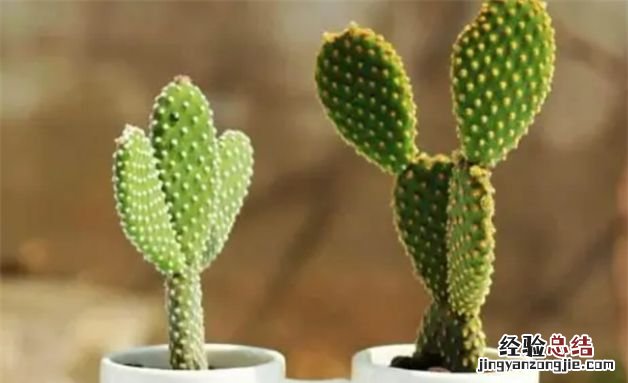什么植物是代表教师的,哪些植物送老师的寓意好