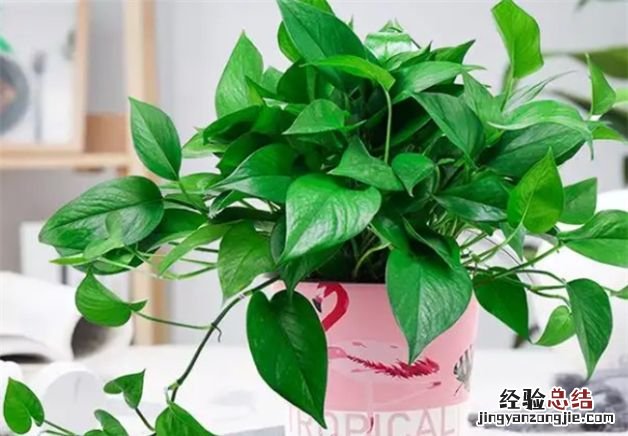 什么植物是代表教师的,哪些植物送老师的寓意好