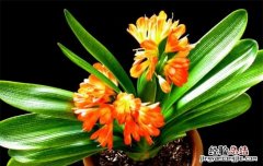 什么植物是代表教师的，哪些植物送老师的寓意好