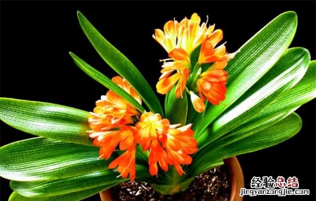什么植物是代表教师的,哪些植物送老师的寓意好