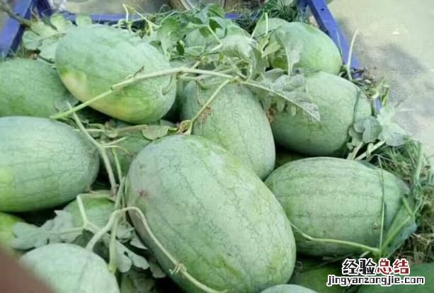 西瓜有多少种品种?哪一个品种最好吃呢