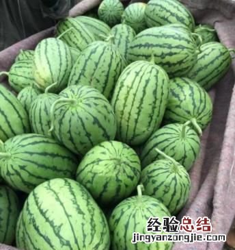 西瓜有多少种品种?哪一个品种最好吃呢