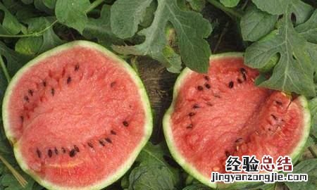 西瓜有多少种品种?哪一个品种最好吃呢