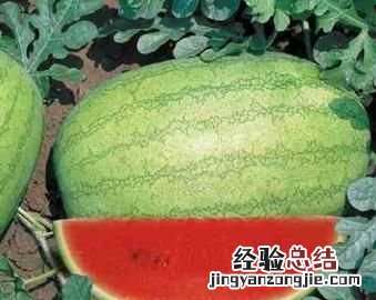 西瓜有多少种品种?哪一个品种最好吃呢