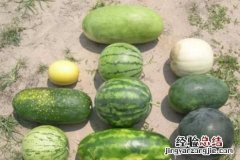 西瓜有多少种品种?哪一个品种最好吃呢