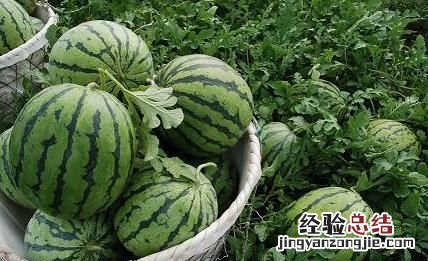 西瓜有多少种品种?哪一个品种最好吃呢