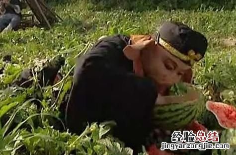 西瓜有多少种品种?哪一个品种最好吃呢