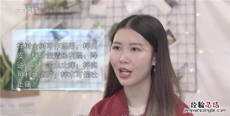梓树为什么称树王