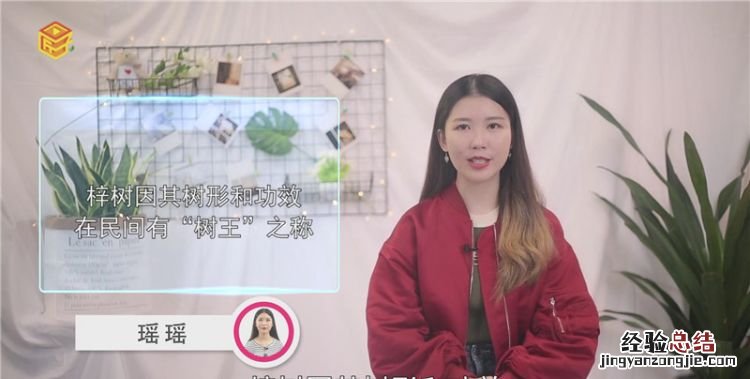 梓树为什么称树王