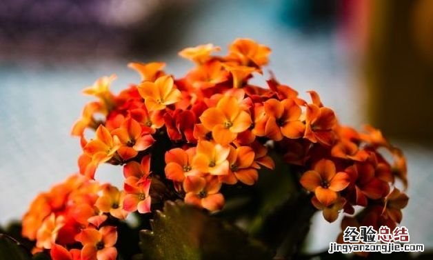 什么花一年四季都开