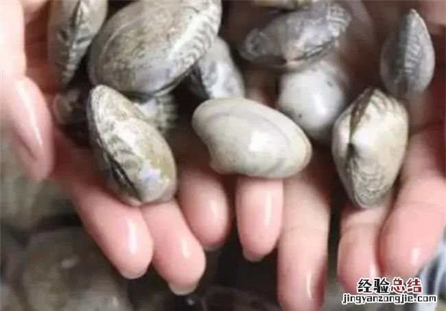 花蛤在家里能养几天,花蛤放自来水里能活2小时