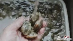 花蛤在家里能养几天，花蛤放自来水里能活2小时