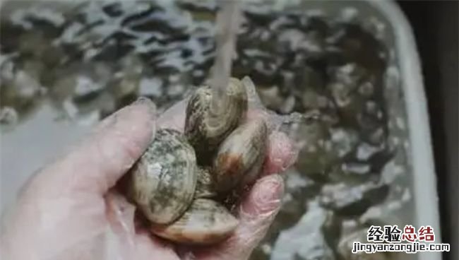 花蛤在家里能养几天,花蛤放自来水里能活2小时