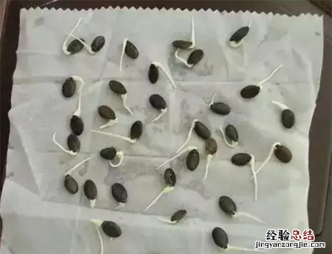 种子放到第二年还能种