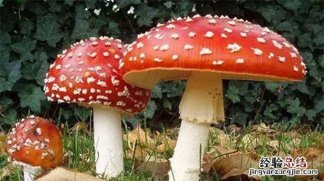 怎么认毒蘑菇