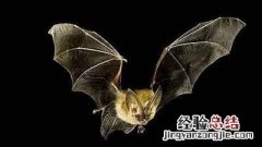为何哺乳动物中只有蝙蝠可以飞翔