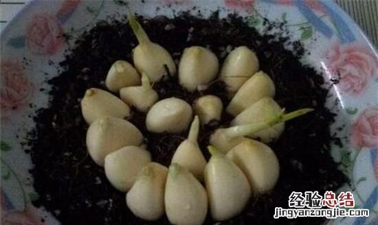 大蒜怎么种,大蒜根须的种植方法