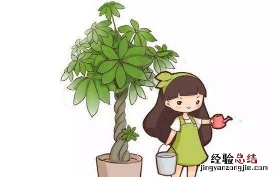 发财树多久浇一次水,四川发财树多久浇一次水