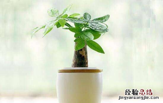 发财树多久浇一次水,四川发财树多久浇一次水