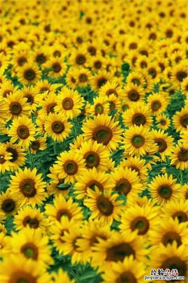 入宅不能买什么鲜花
