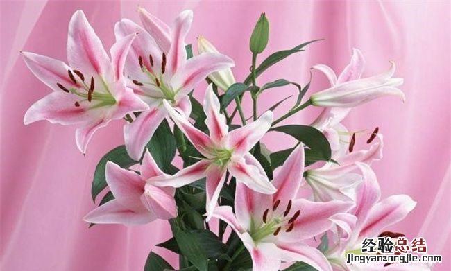 入宅不能买什么鲜花