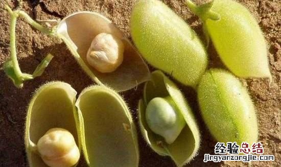 鹰嘴豆怎么吃减肥效果最好