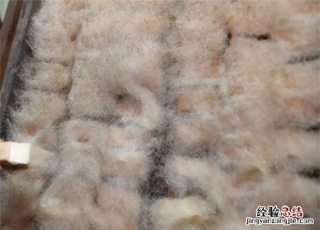 长毛的豆腐是变质了,大方手撕豆腐发霉了还能吃