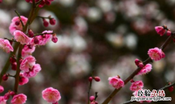 梅花的精神是什么，形容梅花的精神的成语