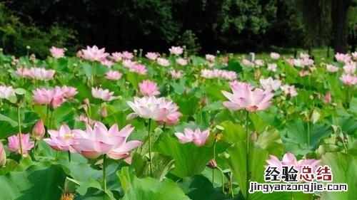 gb17945-2010莲藕七孔与九孔区别
