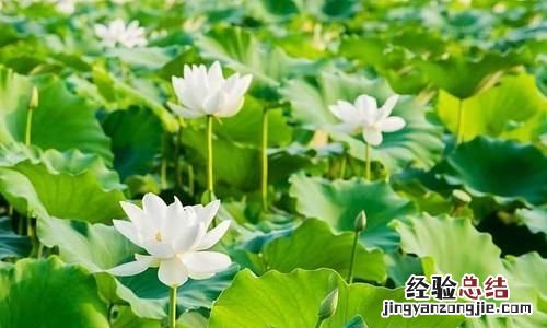 gb17945-2010莲藕七孔与九孔区别