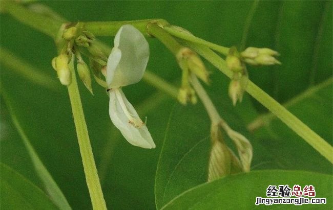 苏花的功效与作用
