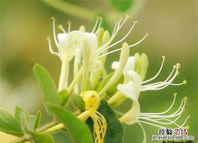 苏花的功效与作用