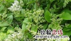 苏花的功效与作用