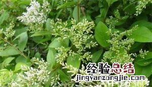 苏花的功效与作用