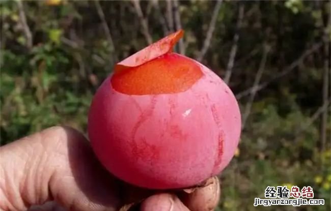 火晶柿子真假怎么看,火晶柿子树生长速度